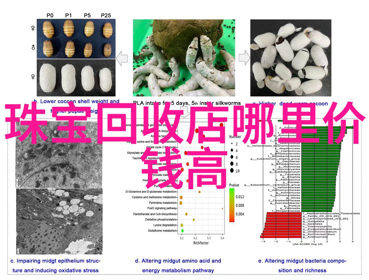 玫瑰金项链我和那串绽放的玫瑰金项链的故事