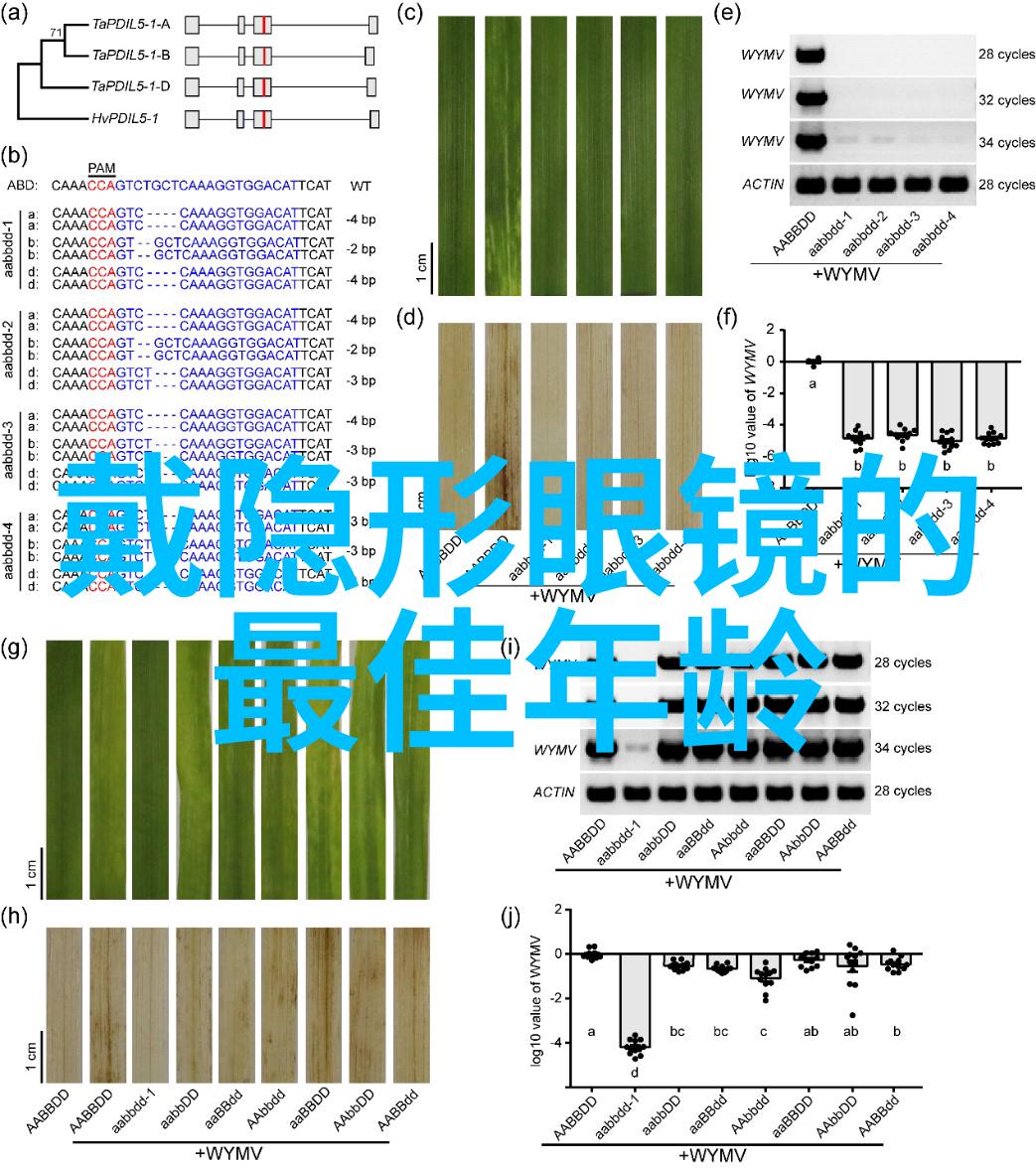 花语中的香水百合传说与浪漫的交响曲