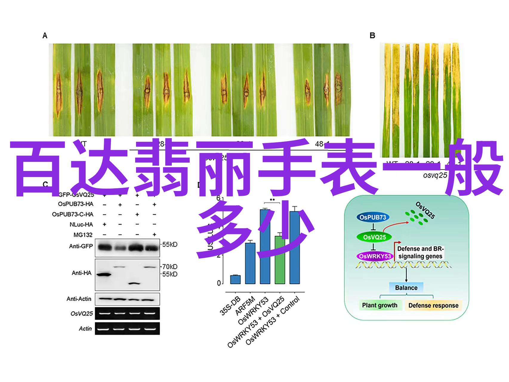 家庭美学的艺术表现高级家居效果图案例分析