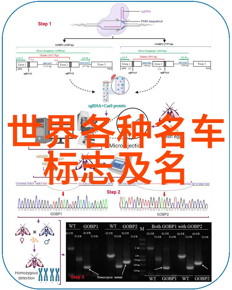 圆满的归途圆圆的故事续篇