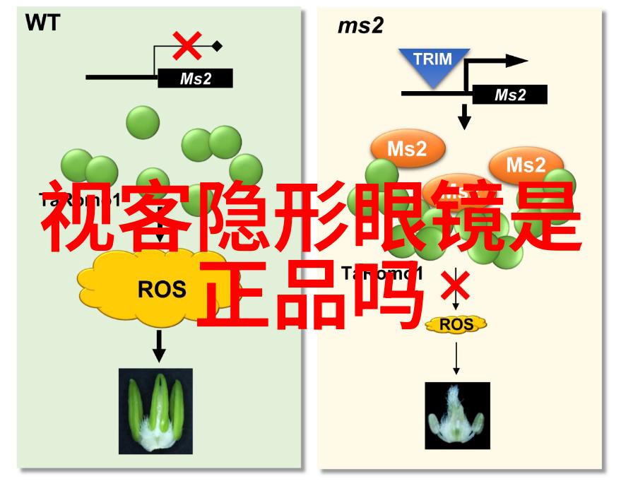 幻影巡游追踪劳斯莱斯的传说之旅