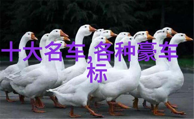 300061数字的奥秘与魅力