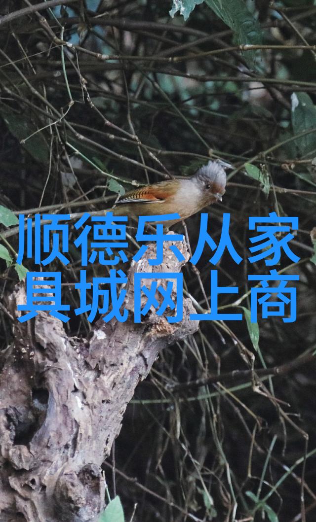 电影香水追溯一部经典的魅力与影响