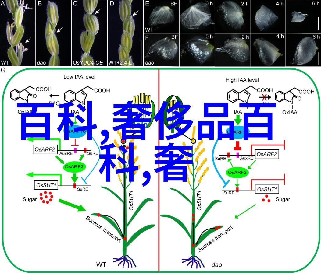 力帆航行风帆的力量与海洋的召唤