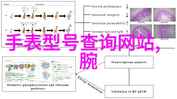 别拉斯-探秘巴西风情别拉斯的热情节拍