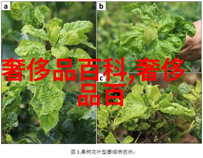 童年回忆-Bibi的笑容记忆中的甜蜜奶茶店