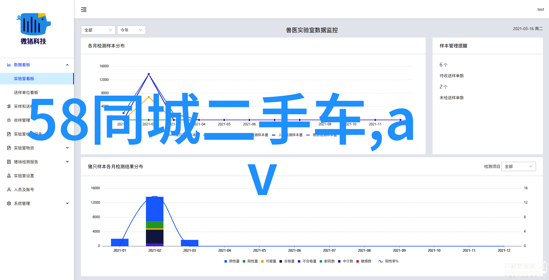 香水百合的迷人姿态